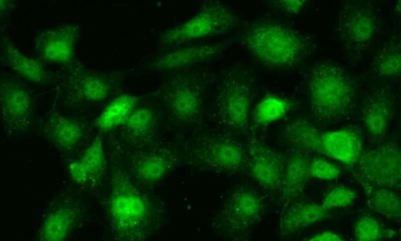 There is a certain gene that activates cancer pain.