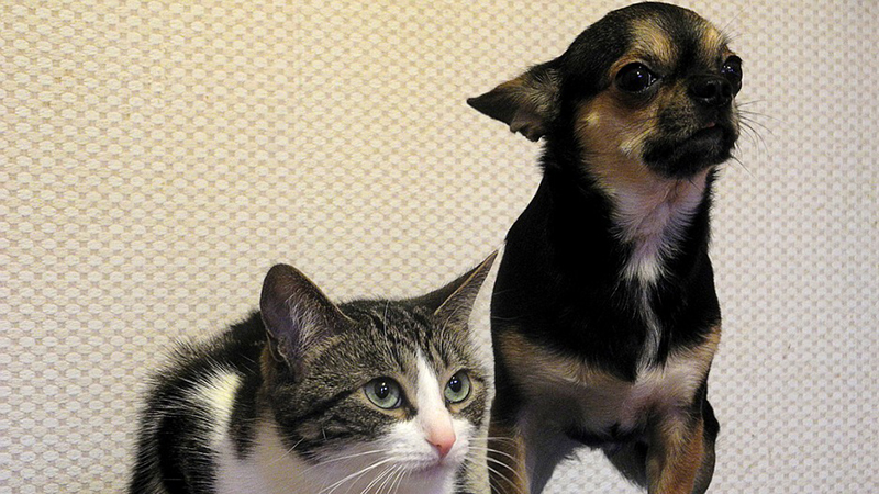National Pet Day – What You Should Get Your Furry Friends on Their Special Day