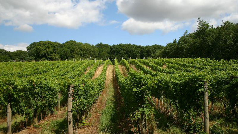 U.K. Wine Industry - Might Get a Boost From Warmer Climate