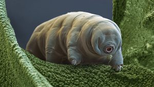 tardigrade