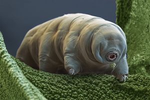 tardigrade