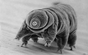 tardigrade-black-and-white