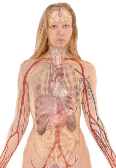 anatomy of a woman