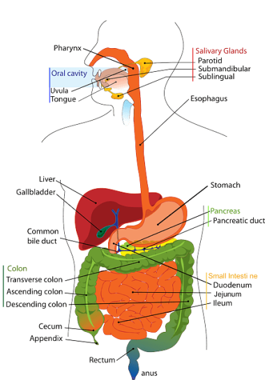 digestive system